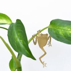 Plant Animal Tree Frog