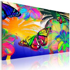 Tavla - Exotic butterflies