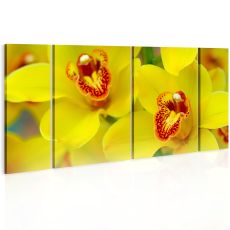 Tavla - Orchids - intensity of yellow color