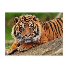 Fototapet - Sumatra Tiger