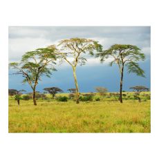 Fototapet - Savanna trees