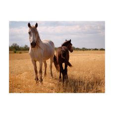Fototapet - Horse and foal
