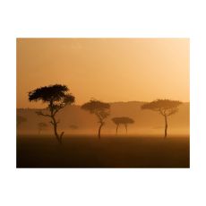 Fototapet - Massai Mara