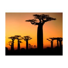 Fototapet - Afrikanska baobabträd