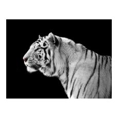 Fototapet - Vit tiger