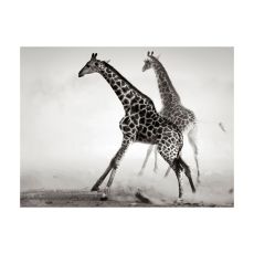 Fototapet - Giraffer