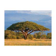 Fototapet - Afrikansk akacia träd, Hwange National Park, Zimbabwe