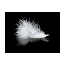 Fototapet - White feather