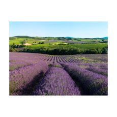 Fototapet - Lavendelfält