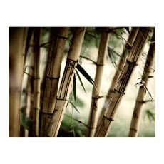 Fototapet - Fog and bamboo forest
