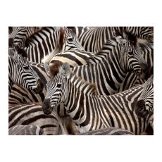 Fototapet - Herd av zebror