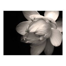 Fototapet - Lotus flower