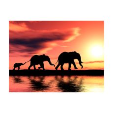Fototapet - elephants: family