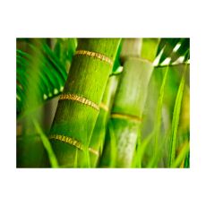 Fototapet - bambu - detalj