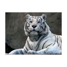 Fototapet - Bengali tiger zoo