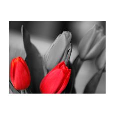 Fototapet - Röda tulpaner på svart och vit bakgrund
