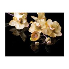 Fototapet - Orchids in ecru color