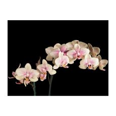 Fototapet - Blooming orkidÈ
