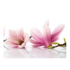 Fototapet - Magnolia blomma