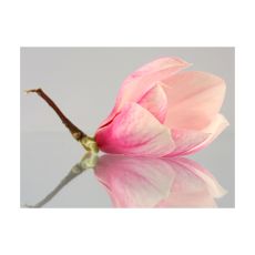 Fototapet - En ensam magnolia blomma