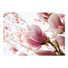 Fototapet - Rosa magnolia