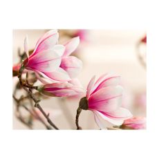 Fototapet - Branch of magnolia tree