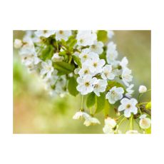 Fototapet - Vackra känsliga körsbär blommar