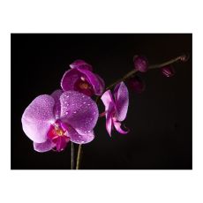 Fototapet - stylish  orchis