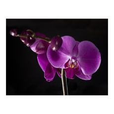 Fototapet - elegant  orchis