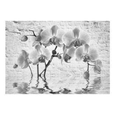 Fototapet - Orchid in Shades of Gray