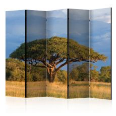 Rumsavdelare - African acacia tree, Hwange Nationa ...
