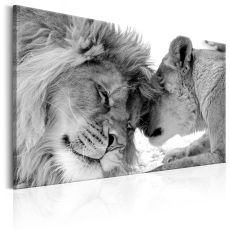 Tavla - Lion's Love
